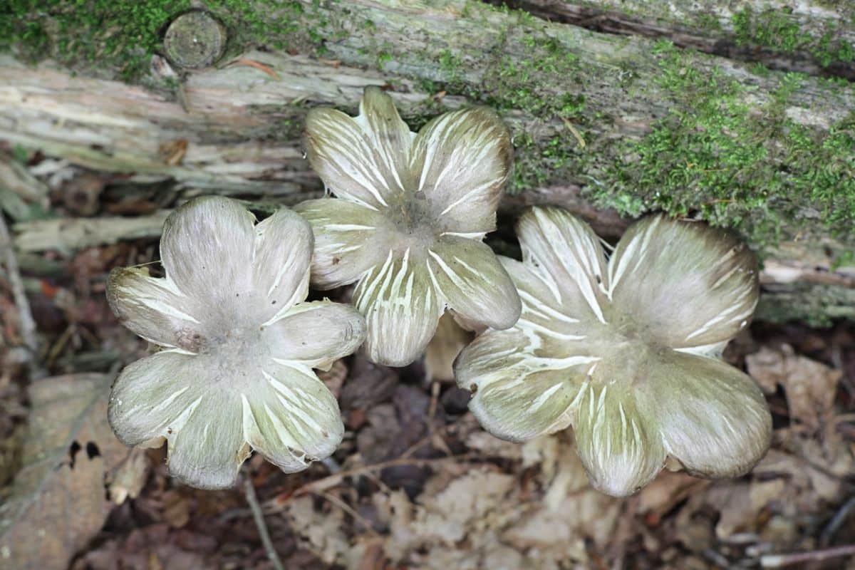 Megacollybia rodmani