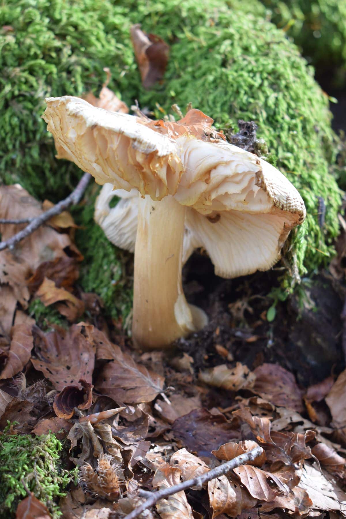 Megacollybia rodmani