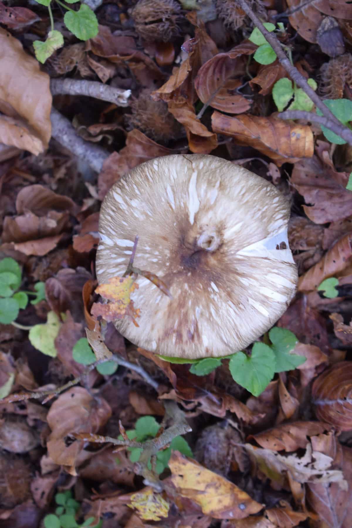 Megacollybia rodmani