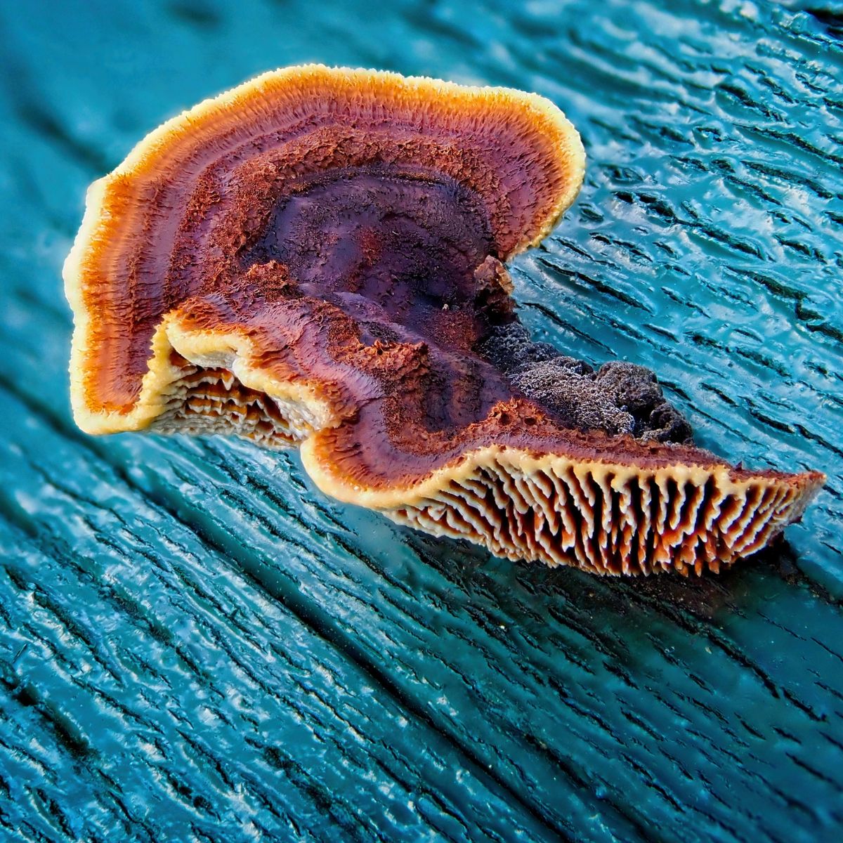 rusty gilled polypore