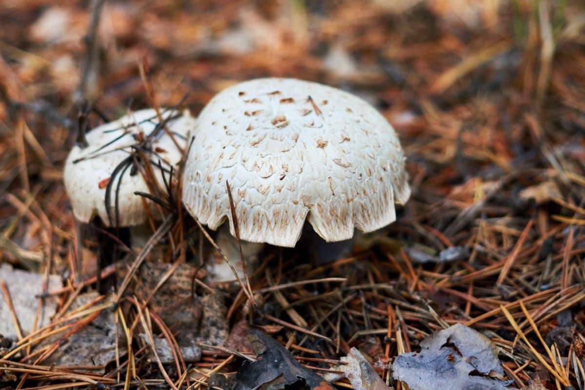 two train wrecker mushrooms