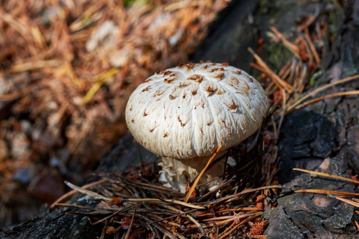 train wrecker mushroom