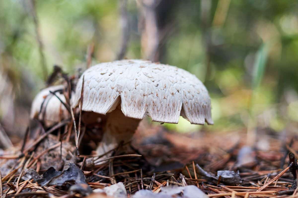 train wrecker mushroom