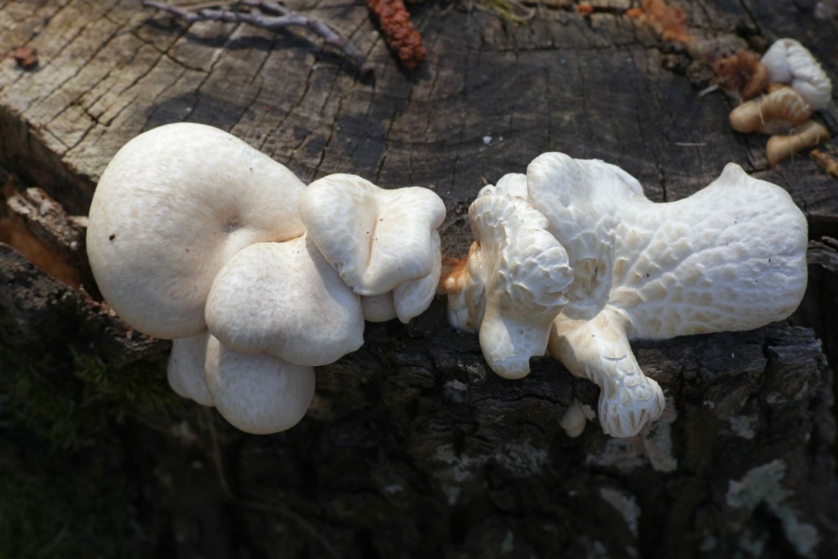 young scaly sawgill  mushroom