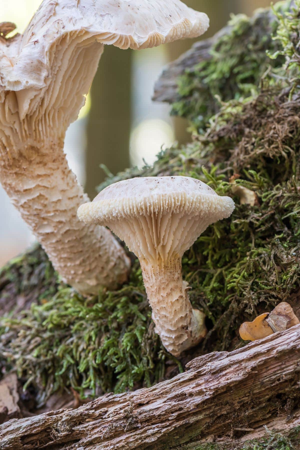 train wrecker mushroom gills