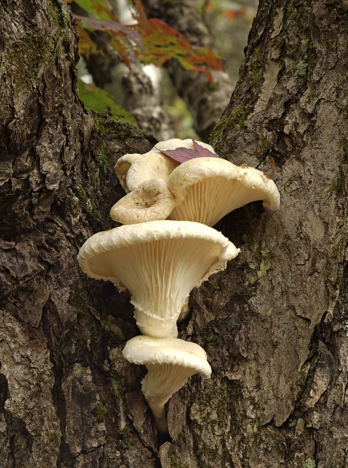 Veiled Oyster (Pleurotus dryinus)