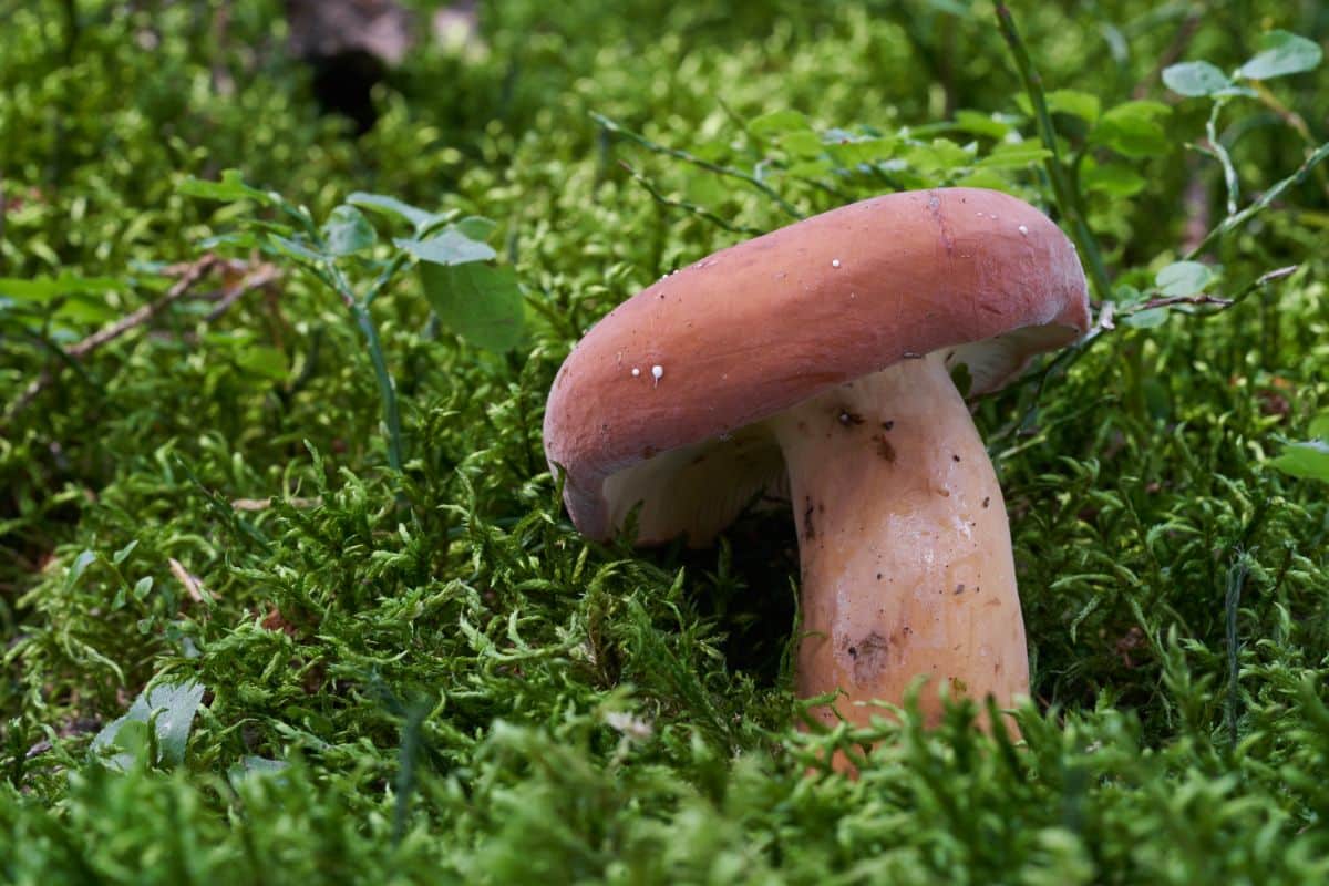 weeping milkcap mushroom