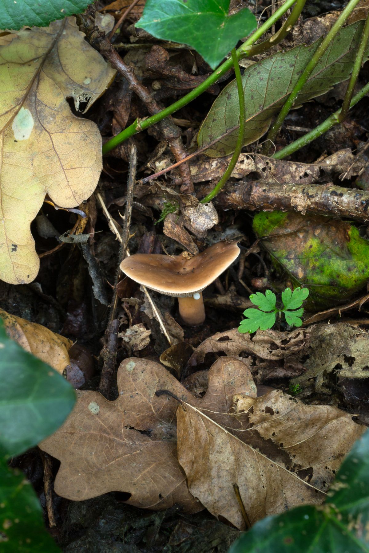 tawny milkcap, fishy milkcap, Bradley mushroom