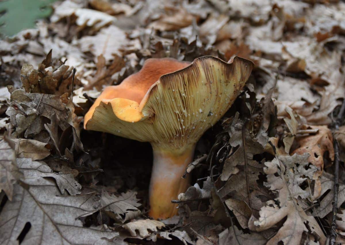 Weeping milkcap, voluminous latex milky, tawny milkcap, orange-brown milky, fishy milkcap, apricot milkcap, "leatherback" or "bradley," Brätling