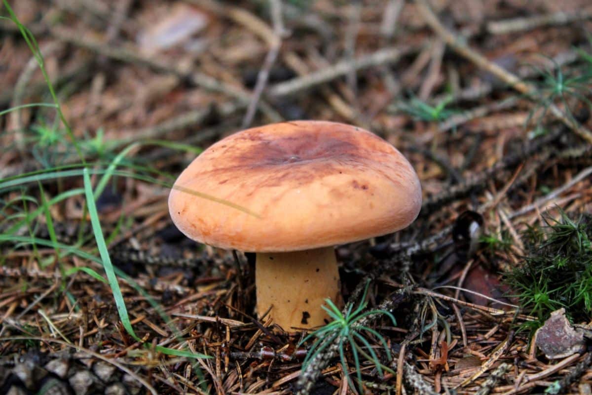 Lactifluus volemus