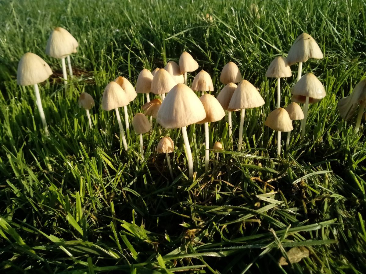 Conocybe apala