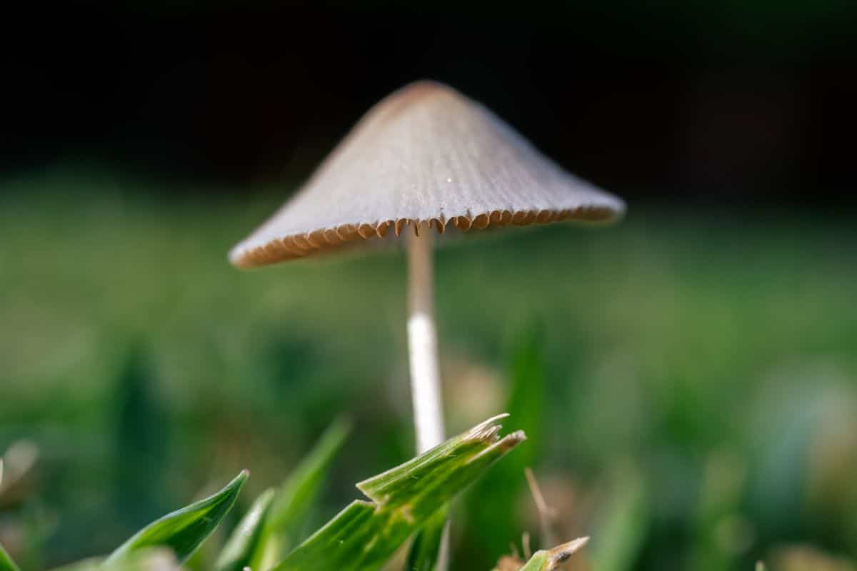 Conocybe apala