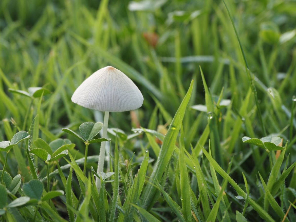 Conocybe apala