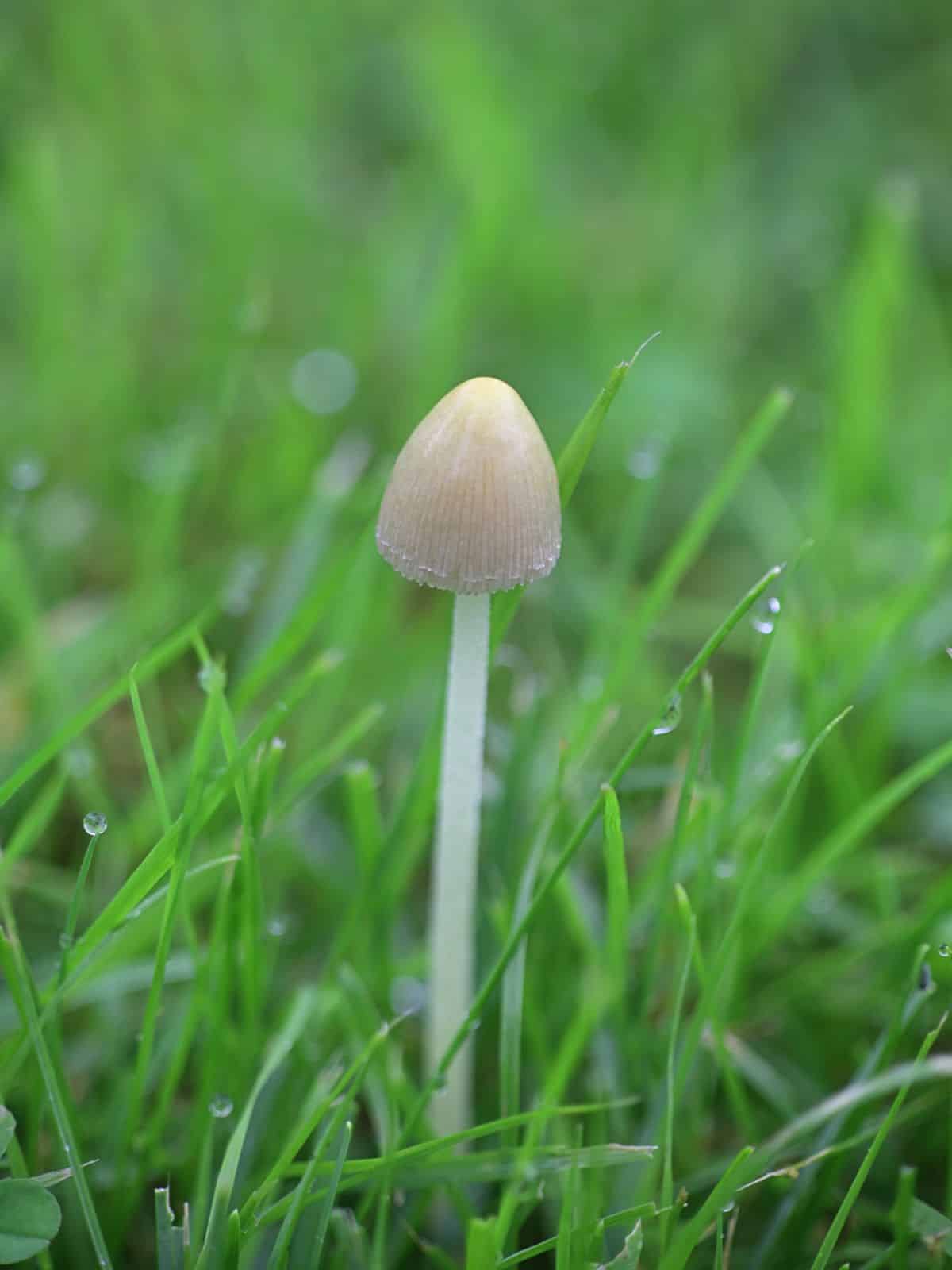 milky conecap mushroom