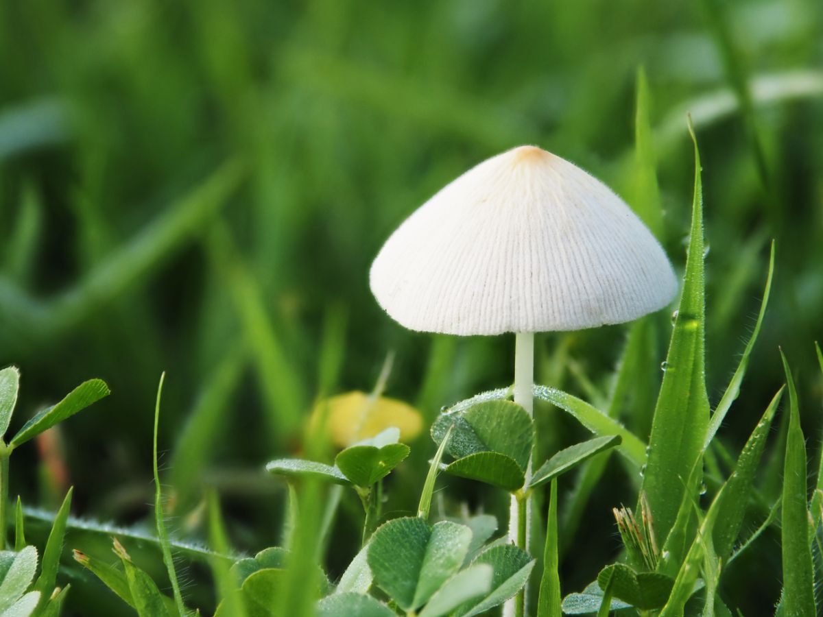 milky conecap mushroom