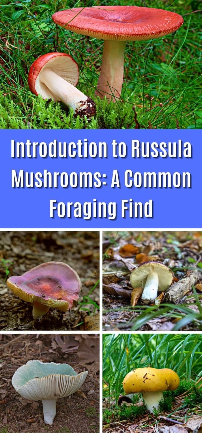 Introduction to Russula Mushrooms: A Common Foraging Find - Mushroom ...