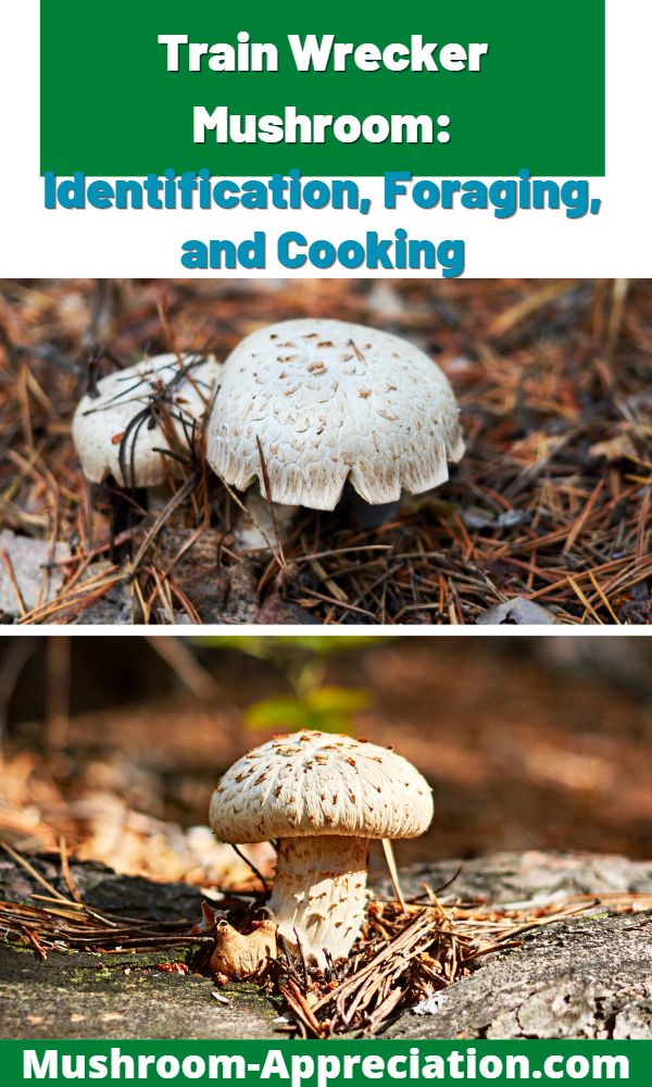The Train Wrecker Mushroom Identification, Foraging, and Cooking