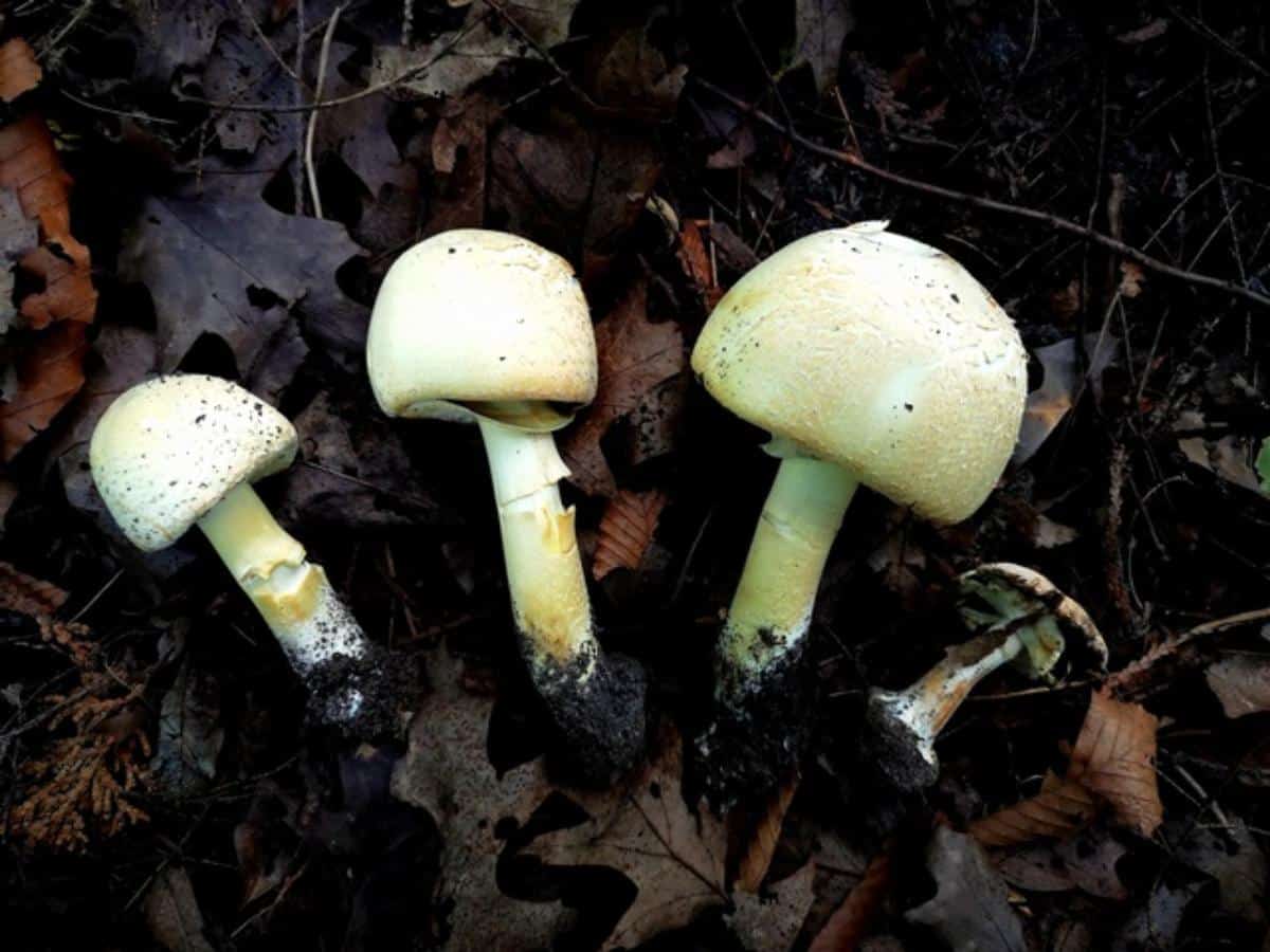 Agaricus sylvicola