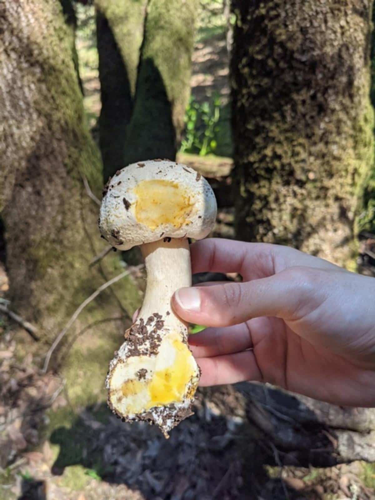 Agaricus xanthodermus