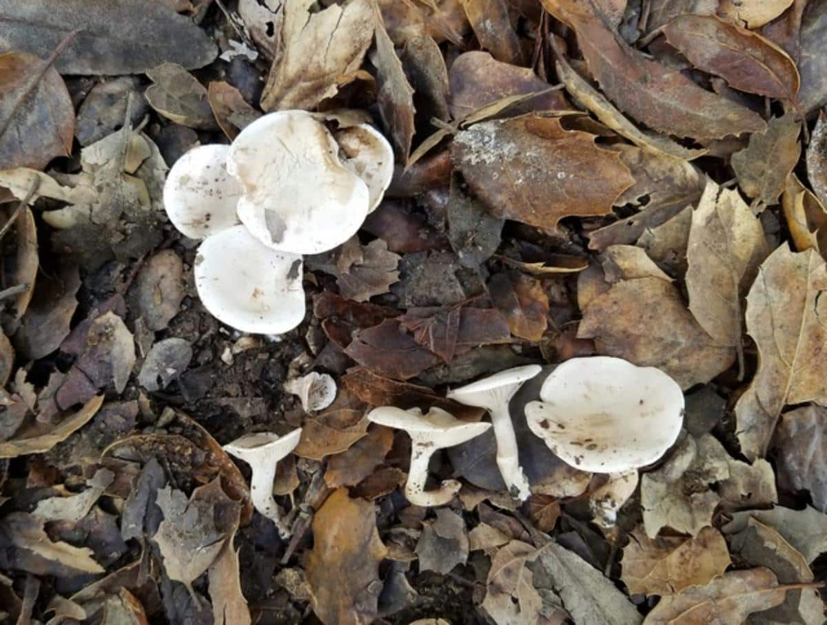 fools funnel mushroom