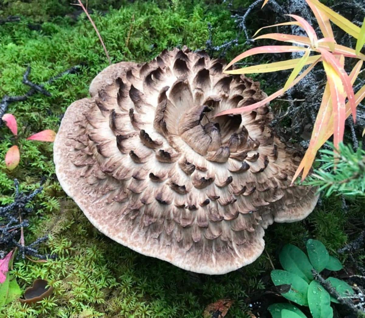 Scaly Hedgehog (Sarcodon imbricatus)