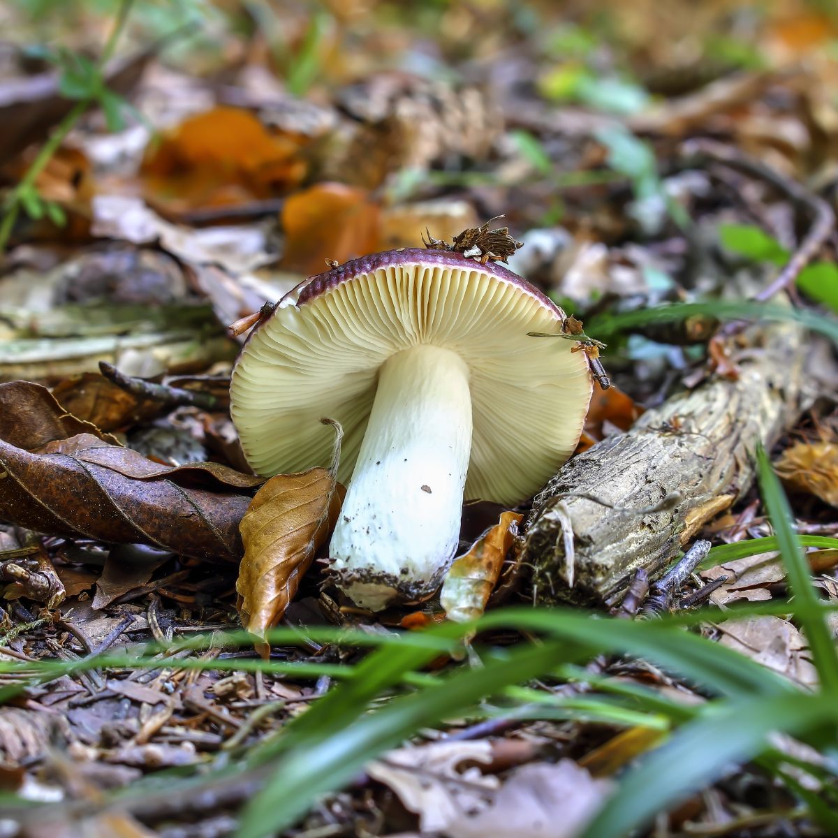 russula stem and gills