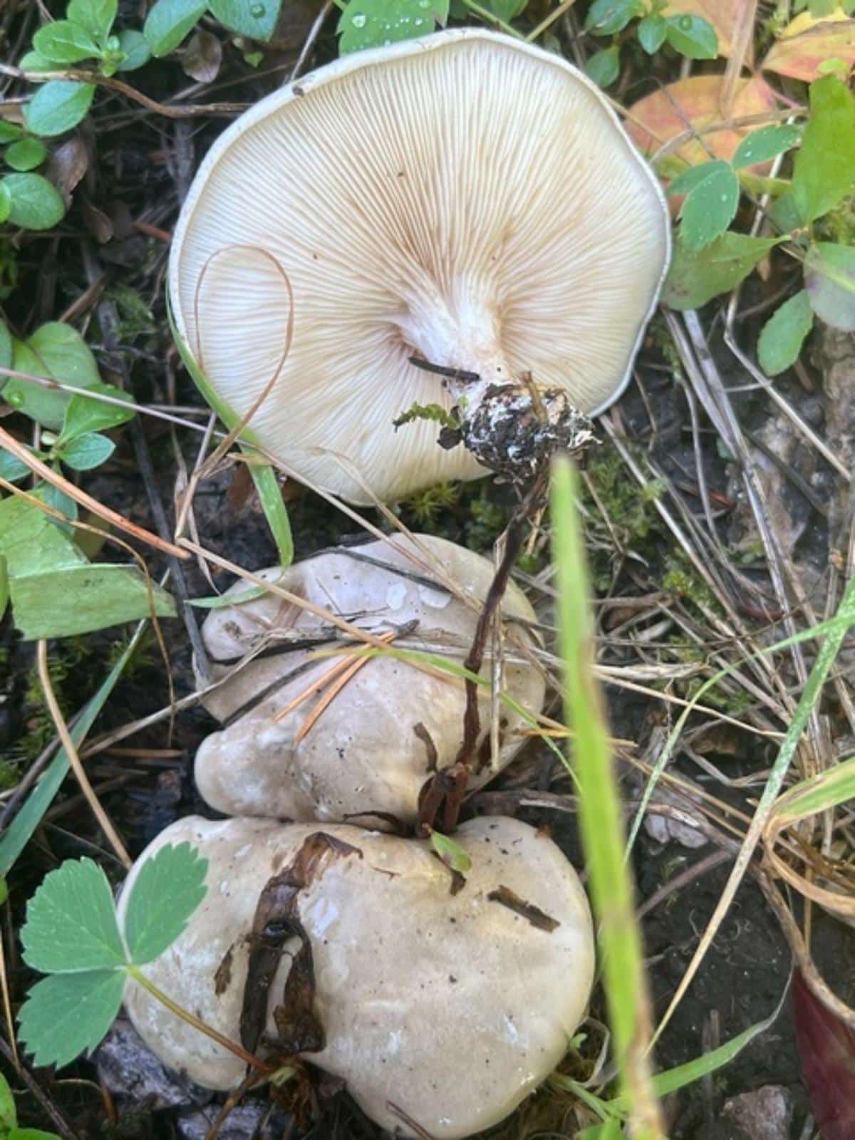 Sweetbread Mushroom (Clitopilus prunulus)