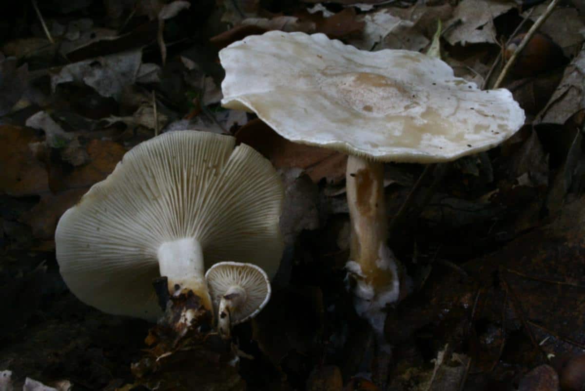 Clitocybe rivulosa