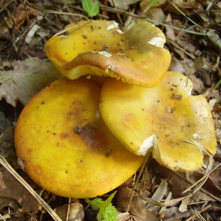 Introduction to Russula Mushrooms: A Common Foraging Find - Mushroom ...