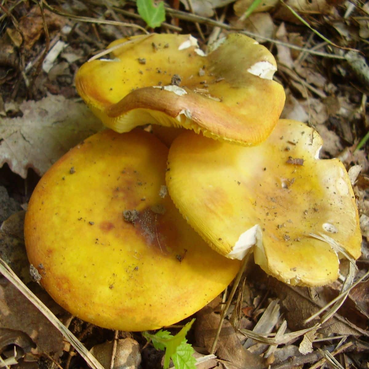 yellow russulas