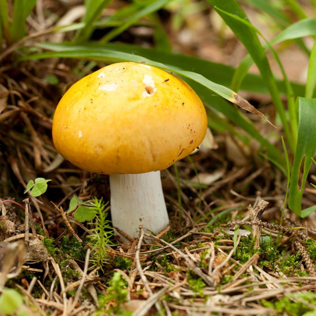 yellow swamp brittlegill