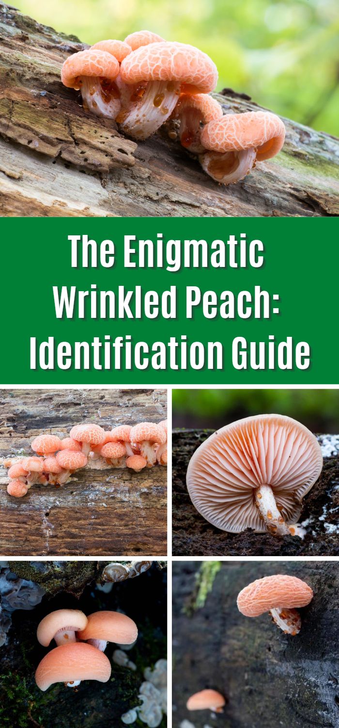 The Enigmatic Wrinkled Peach: Identification Guide - Mushroom Appreciation