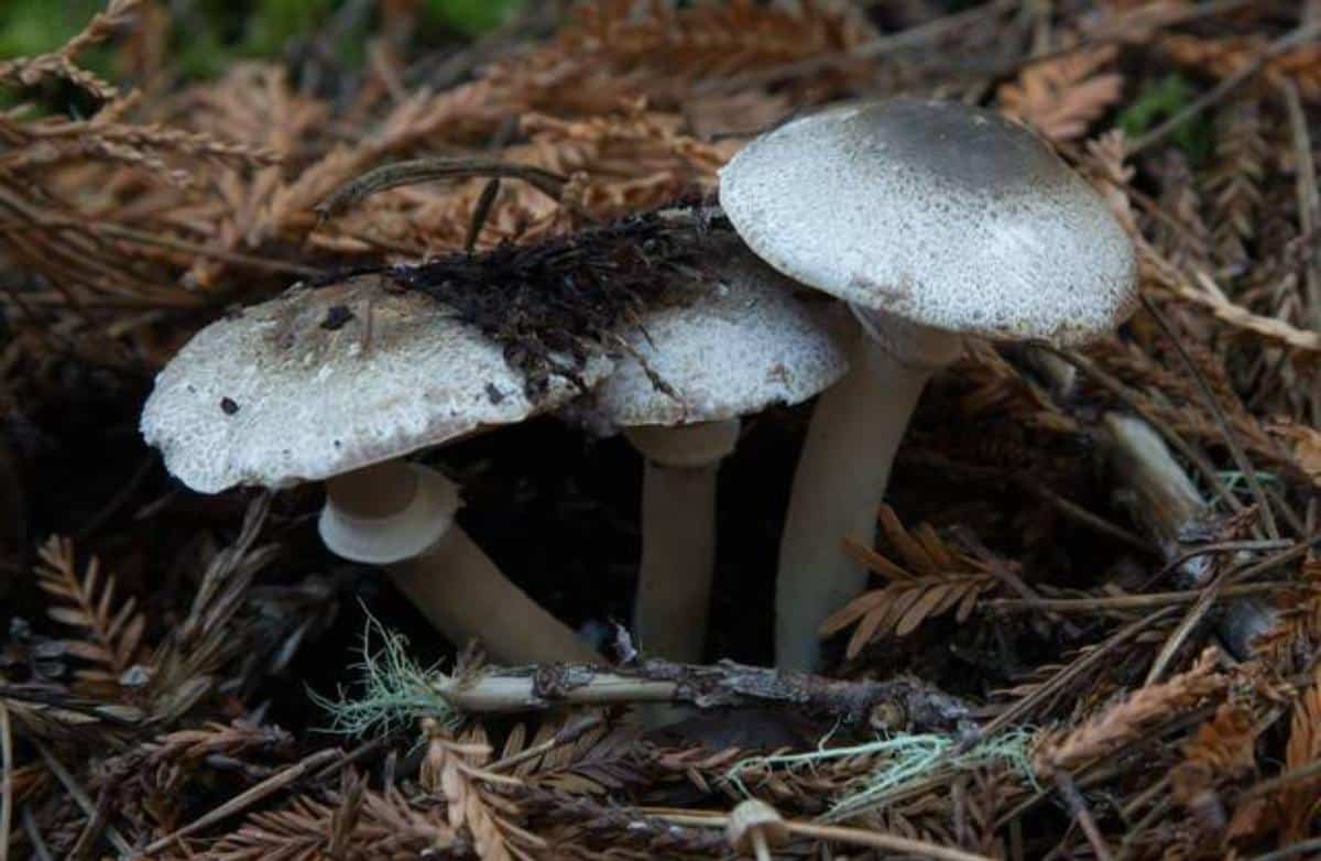 Inky Mushroom (Agaricus moelleri)