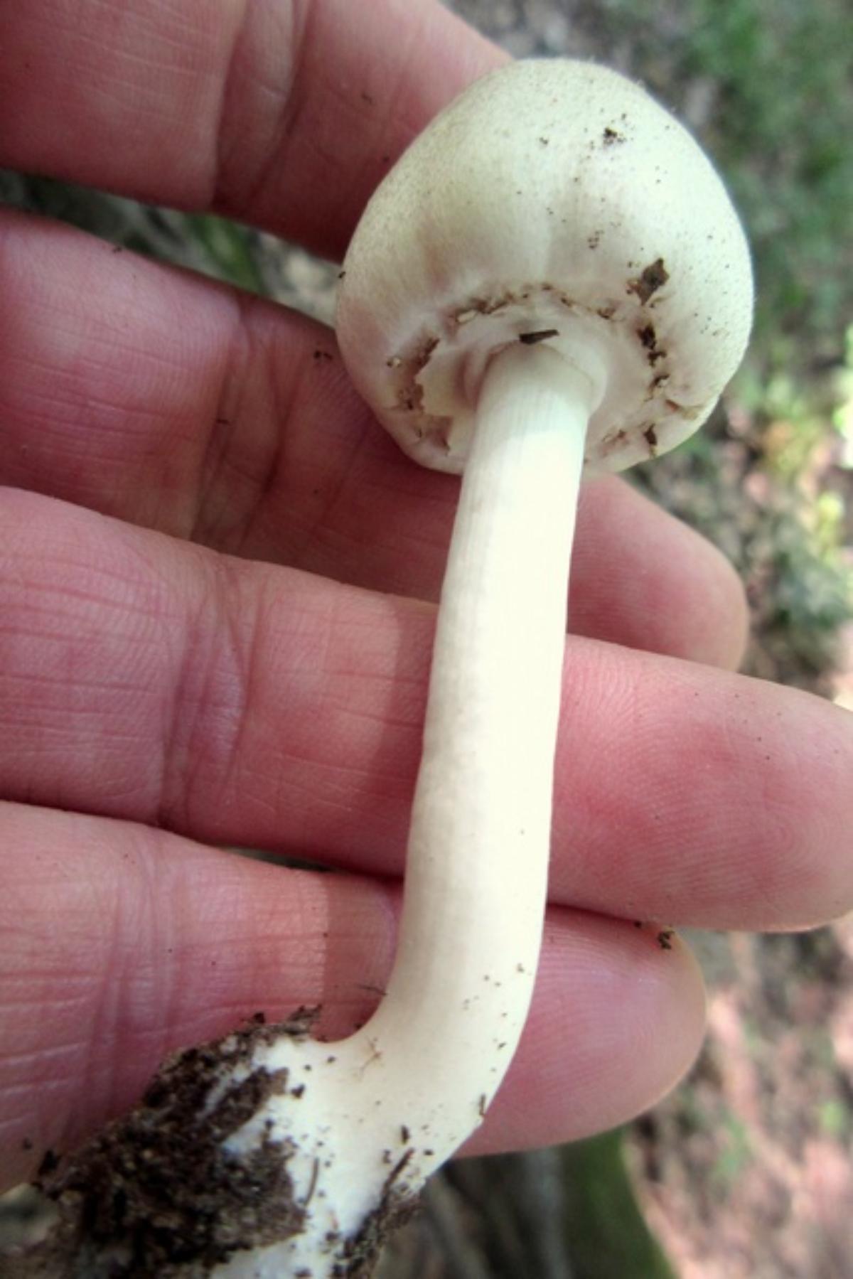 Agaricus sylvicola