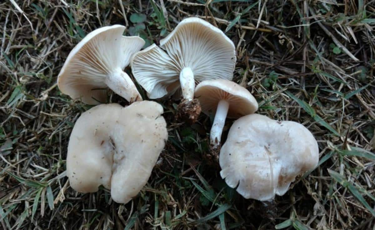 Clitocybe rivulosa