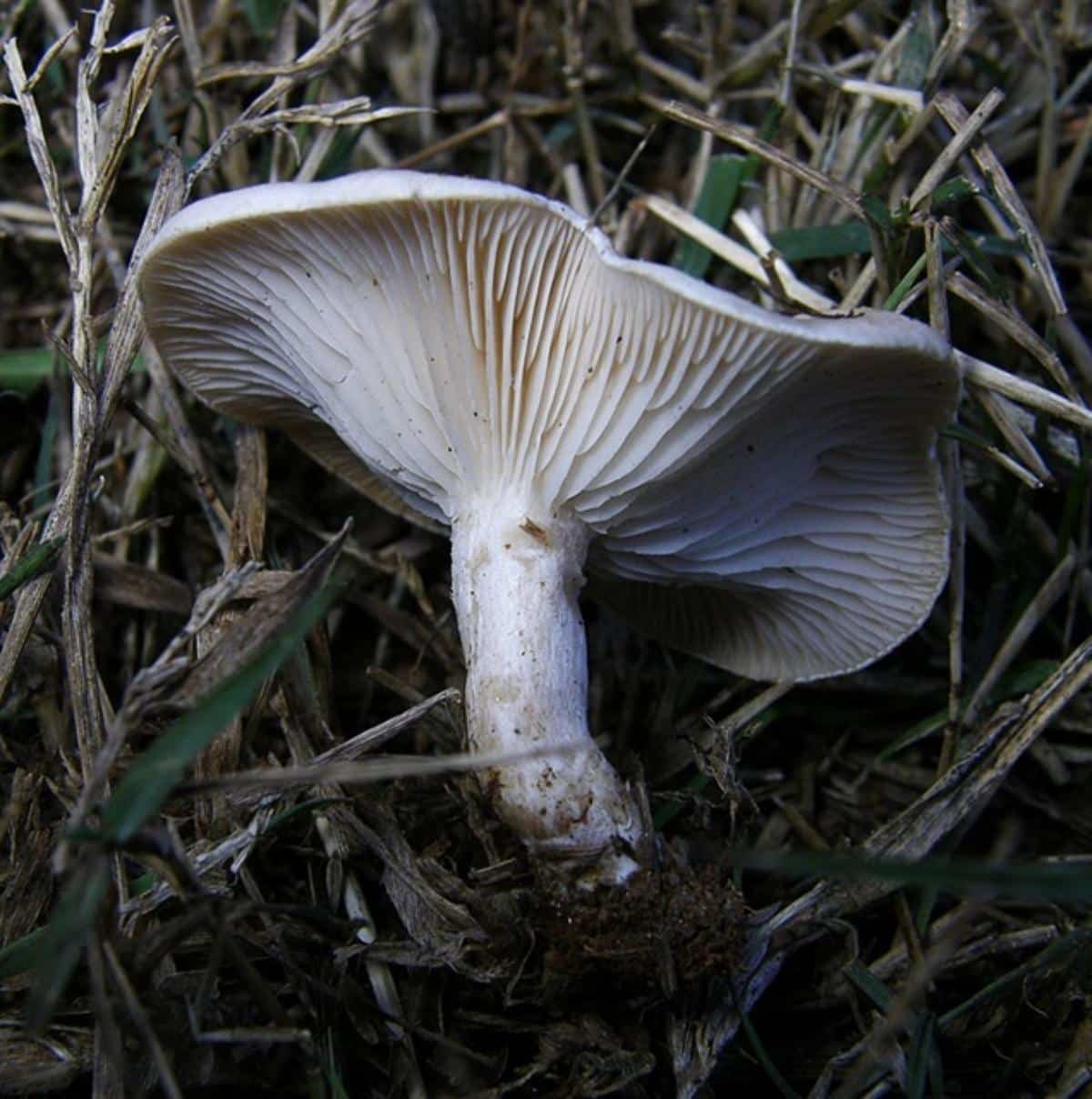 Clitocybe rivulosa