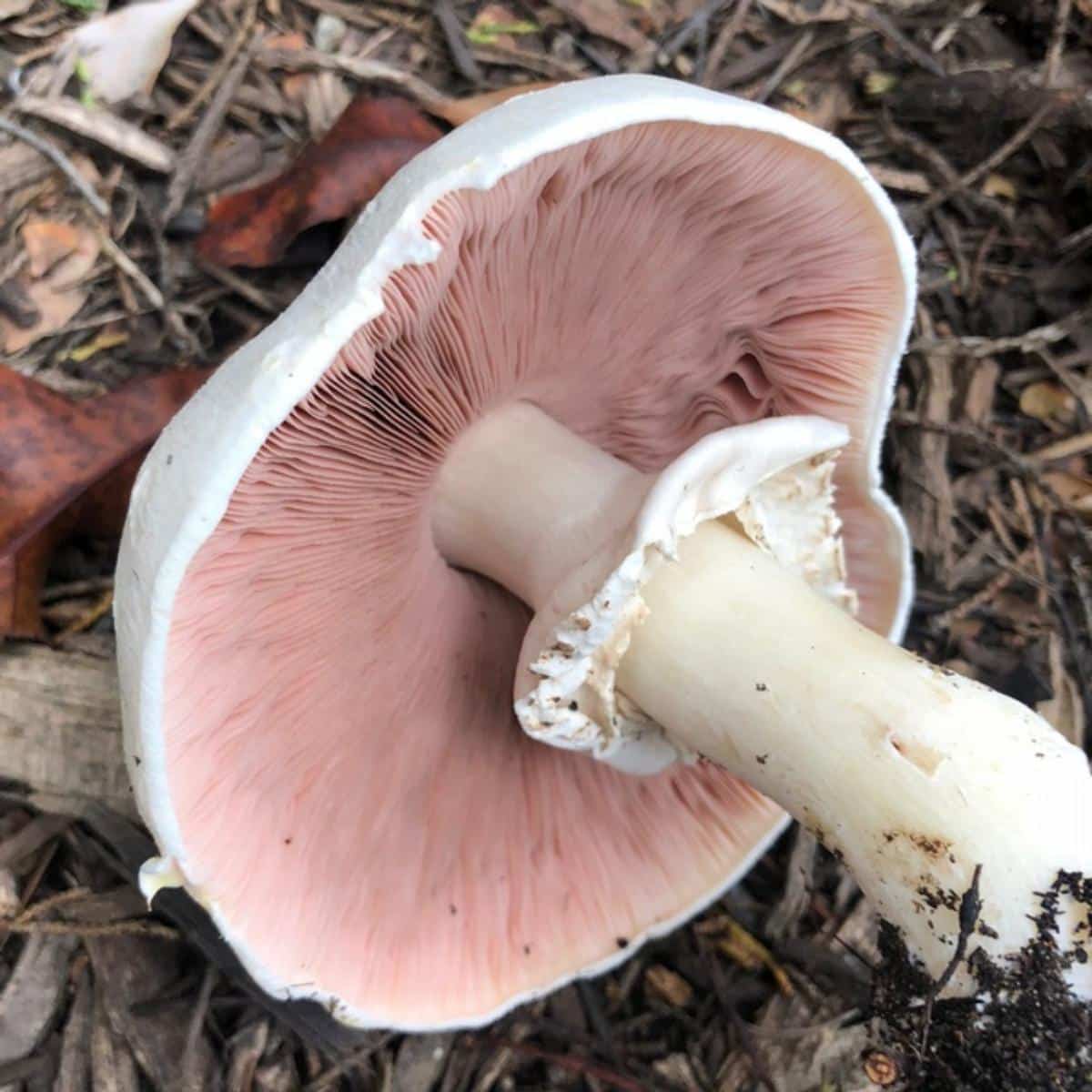 agaricus xanthodermus