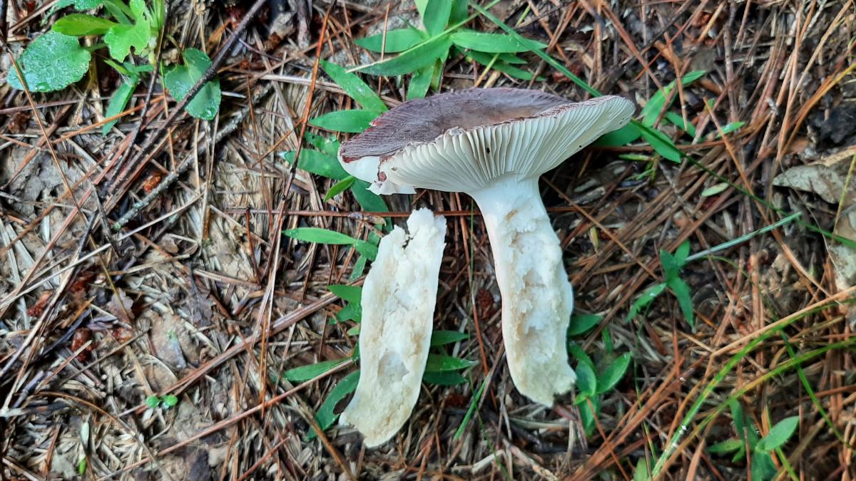 russula mushroom stem