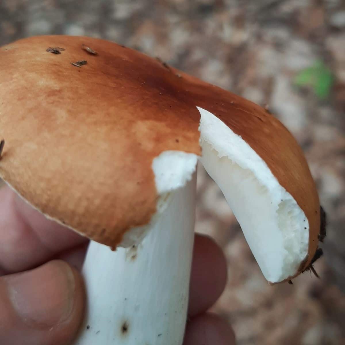 russula gills