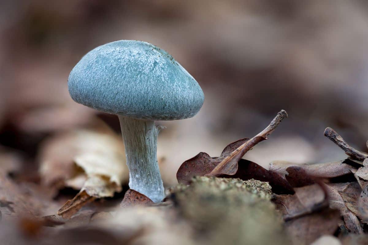 aniseed toadstool