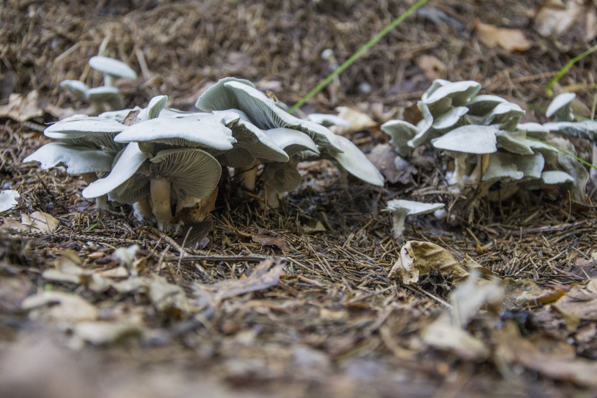 aniseed toadstool mushrooms dense growth