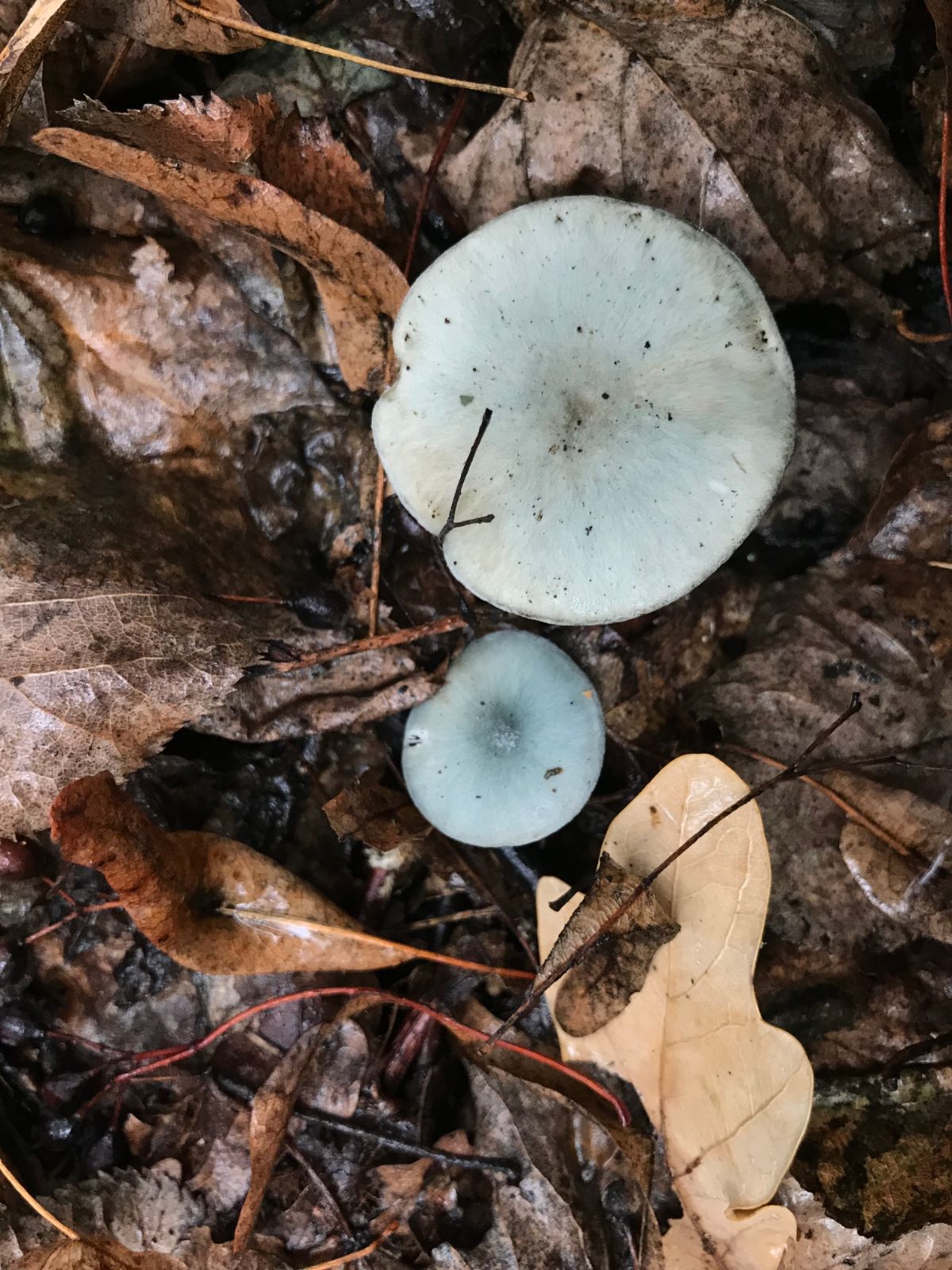 Clitocybe odora on the ground