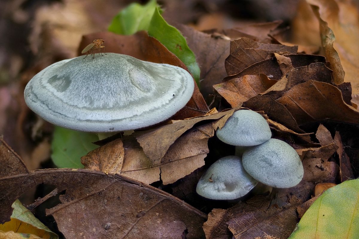 Clitocybe odora