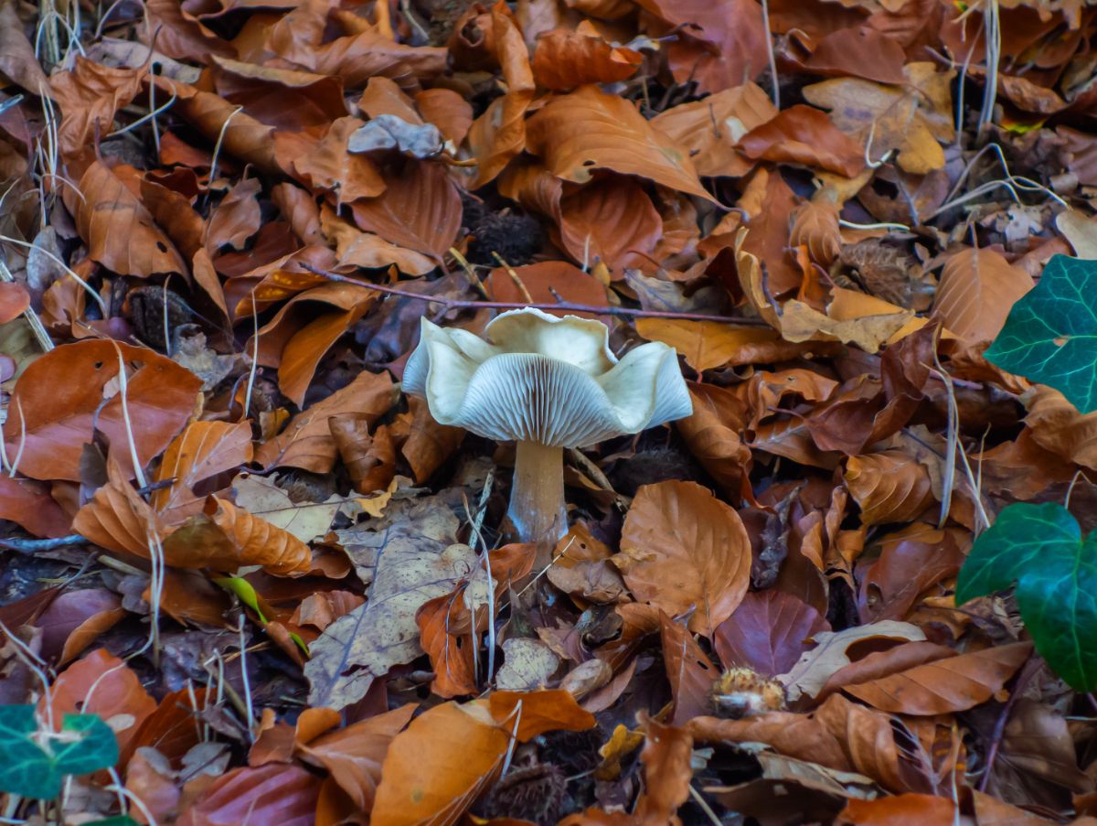 Clitocybe odora