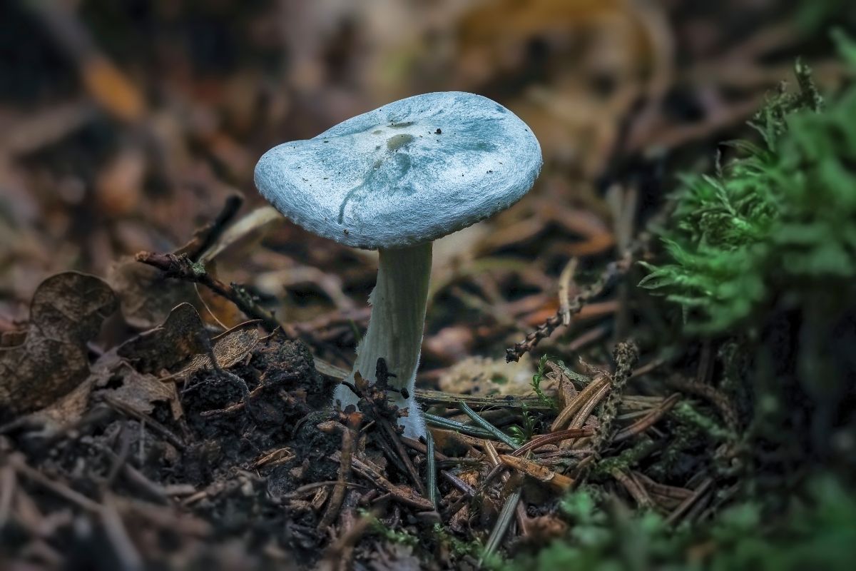 aniseed toadstool mushroom