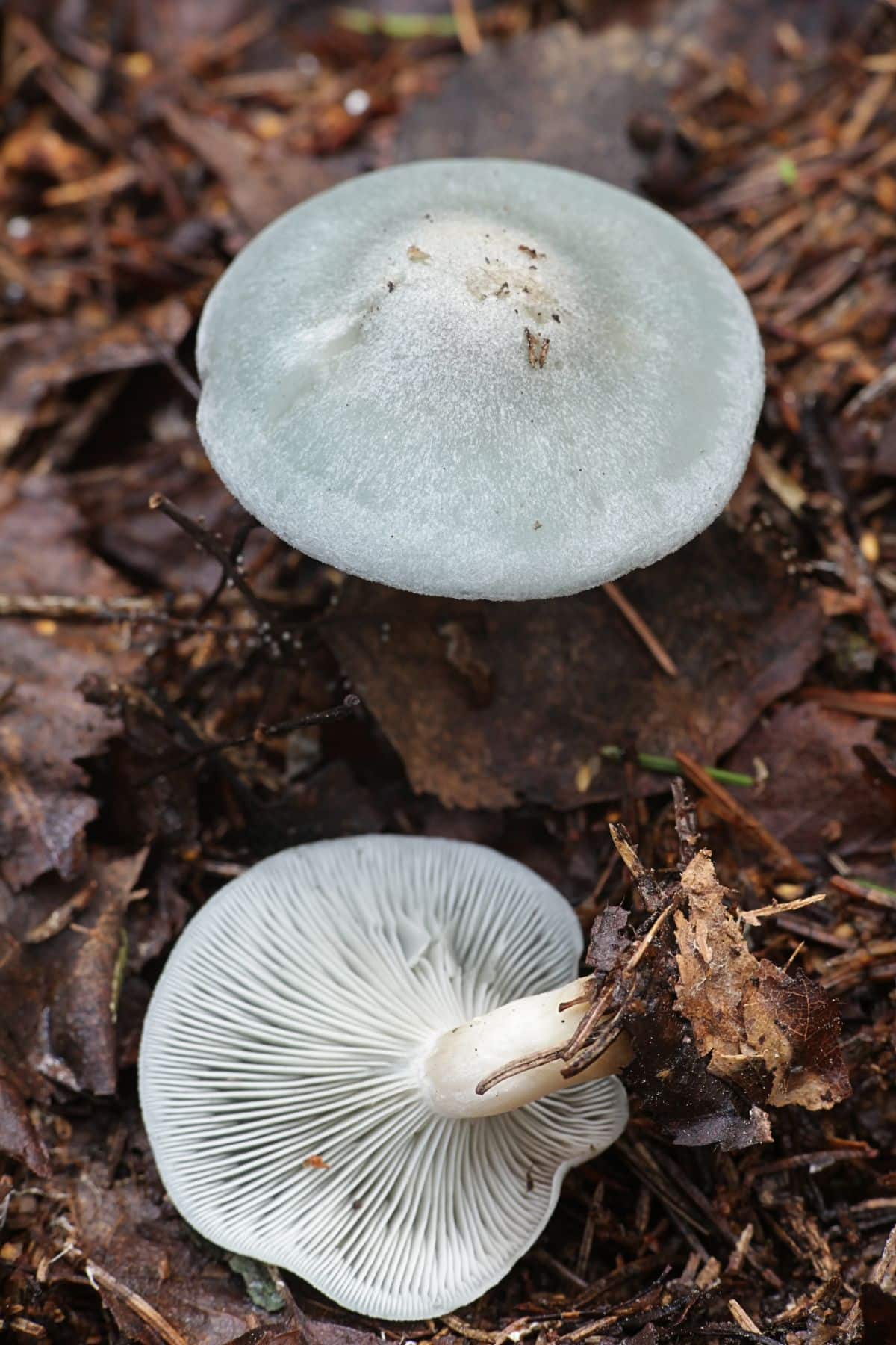 Clitocybe odora