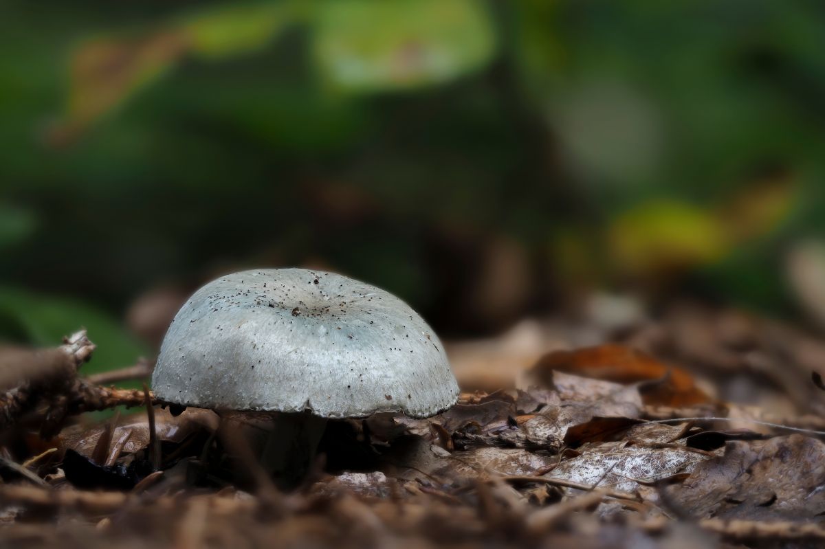 Clitocybe odora