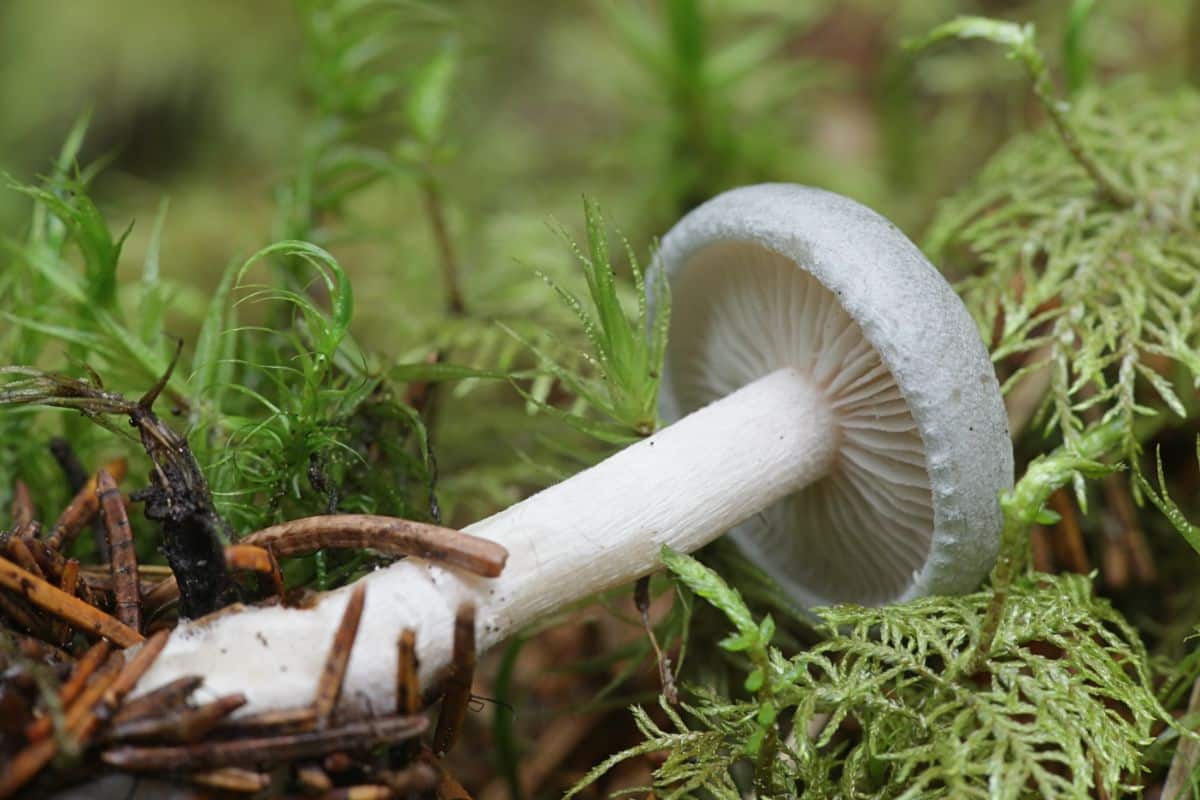 Clitocybe odora