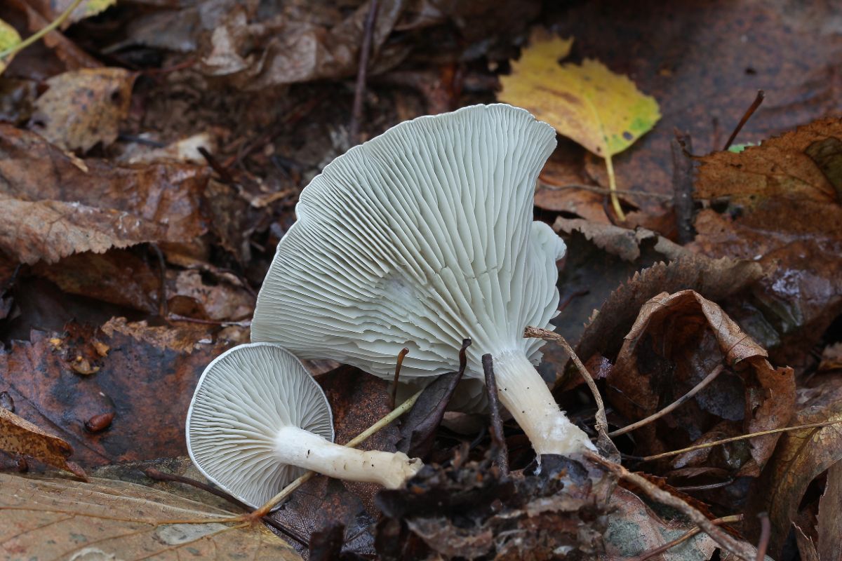 gills of aniseed toadstool