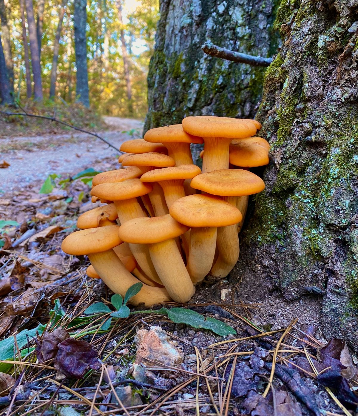 young jack o'lantern mushrooms